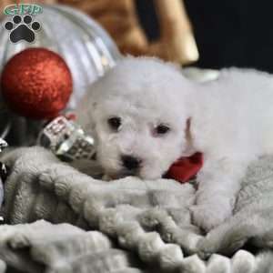 Tiny-Rudolph, Bichon Frise Puppy